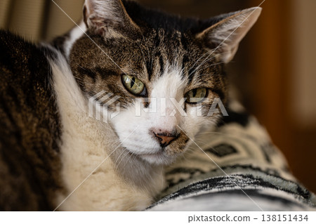 A cat staring at a pheasant cat A cat staring at a pheasant cat 138151434