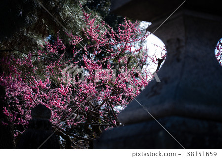 Plum blossoms at Kitano Tenmangu Shrine, Kyoto (008) 138151659