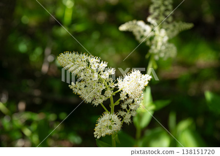 開花白花藜蘆的高山植物 138151720