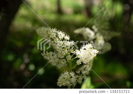 開花白花藜蘆的高山植物 138151721