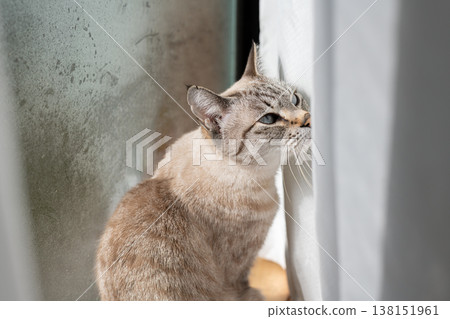 凝視的貓 暹羅虎斑貓 138151961