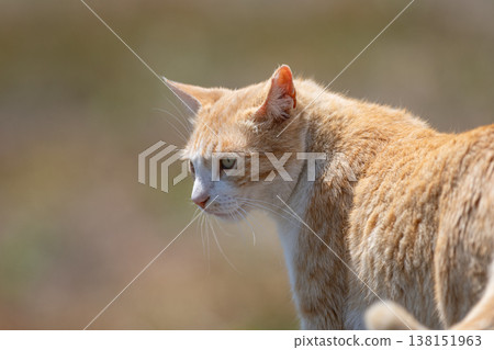 A cute stray cat staring 138151963