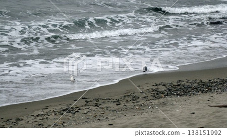 A pair of seagulls on a sandy beach where white waves were crashing. A pair of seagulls on a sandy beach where white waves were crashing. 138151992
