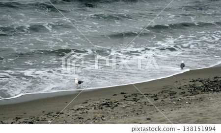 A pair of seagulls on a sandy beach where white waves were crashing. A pair of seagulls on a sandy beach where white waves were crashing. 138151994