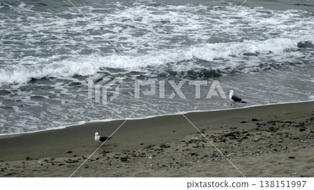 A pair of seagulls on a sandy beach where white waves were crashing. 138151997