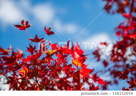 Red maple leaves on tree twig against blue sky in autumn, Kyoto Red maple leaves on tree twig against blue sky in autumn, Kyoto 138152054
