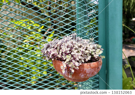 pink and white Callisia Repens Turtle Vine leaves on pot 138152063