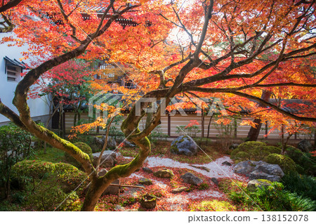 Autumn maple leaves against sunlight of Eikan-do garden, Kyoto Autumn maple leaves against sunlight of Eikan-do garden, Kyoto 138152078