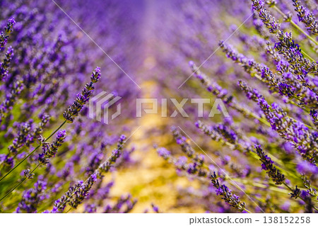 Lavender field in bloom in Provence France 138152258