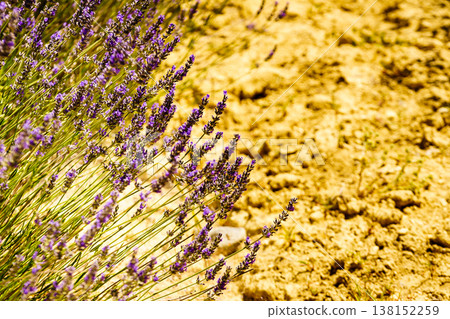 Lavender field in bloom in Provence France 138152259