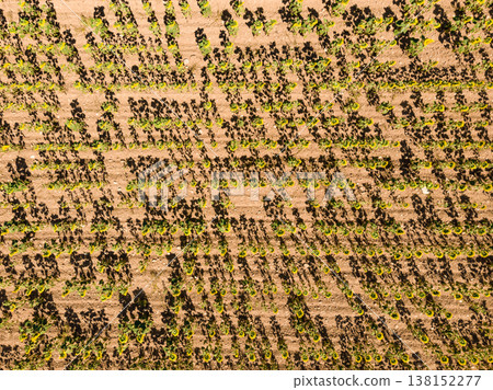 Field of blooming sunflowers, Provence France. Aerial view 138152277