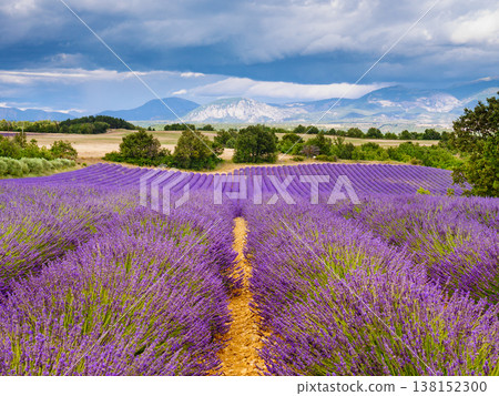 Provence landscape with lavender fields, France Provence landscape with lavender fields, France 138152300