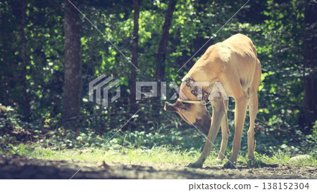 Dog greyhound outdoors. Spanish galgo. Dog greyhound outdoors. Spanish galgo. 138152304
