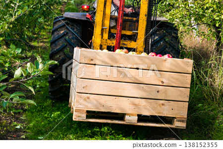 Fruit harvest. Tractor carries apples in wooden box 138152355