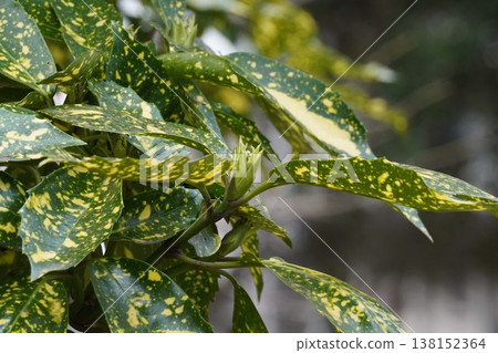 Spotted Aoki flower Spotted Aoki flower 138152364