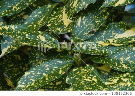 Spotted Aoki flower Spotted Aoki flower 138152366