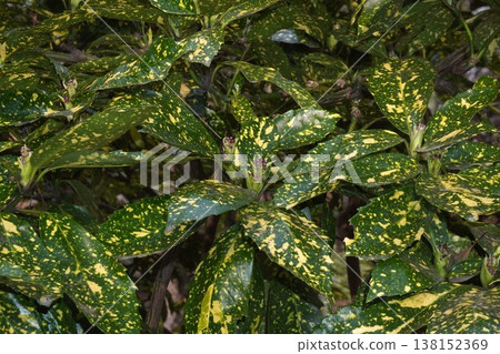 Spotted Aoki flower Spotted Aoki flower 138152369