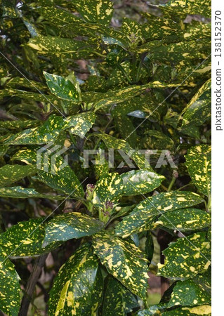 Spotted Aoki flower Spotted Aoki flower 138152370