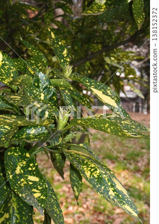 Spotted Aoki flower Spotted Aoki flower 138152372