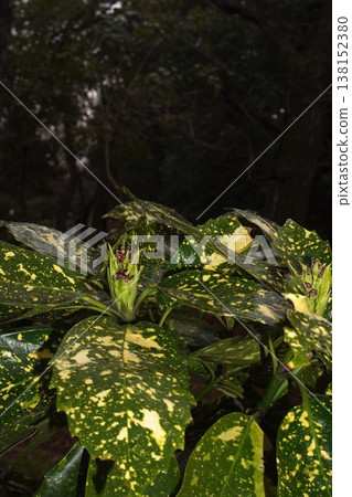 Spotted Aoki flower Spotted Aoki flower 138152380
