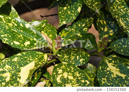 Spotted Aoki flower Spotted Aoki flower 138152388