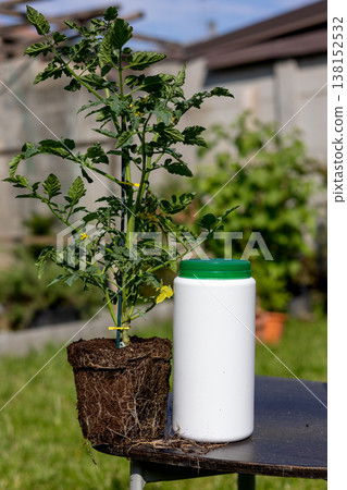 Young tomato plant, still in its soil block with a strong root system, standing next to a generic white bottle with a green cap, symbolizing plant nutrition and gardening Young tomato plant, still in its soil block with a strong root system, standing next to a generic white bottle with a green cap, symbolizing plant nutrition and gardening 138152532