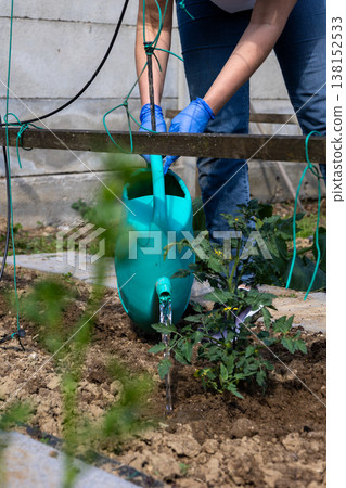 Person wearing blue gloves carefully watering a small green tomato plant with a turquoise watering can, hydrating the dry soil in a home garden during spring Person wearing blue gloves carefully watering a small green tomato plant with a turquoise watering can, hydrating the dry soil in a home garden during spring 138152533