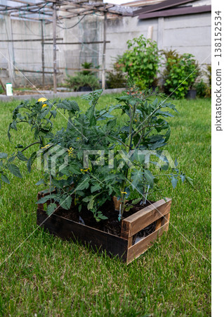 Tomato plants thriving in a wooden crate, showcasing sustainable urban gardening practices and the concept of growth and fresh, organic food cultivation Tomato plants thriving in a wooden crate, showcasing sustainable urban gardening practices and the concept of growth and fresh, organic food cultivation 138152534