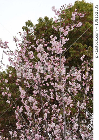 櫻花 櫻花 138152535