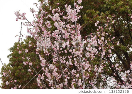 Cherry Blossom Cherry Blossom 138152536