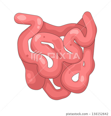 Illustration of human intestines Illustration of human intestines 138152642