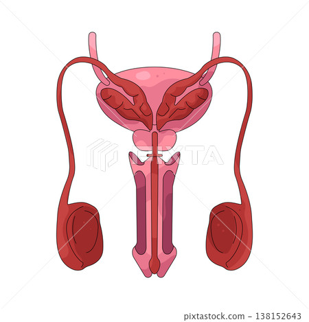 Illustration of male reproductive system 138152643