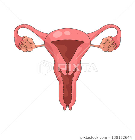 Illustration of female reproductive system 138152644