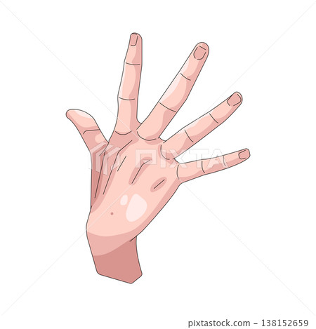 Illustration of human hand Illustration of human hand 138152659