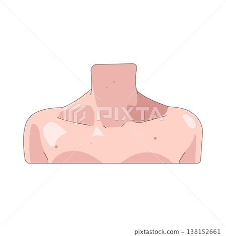 Illustration of human shoulder Illustration of human shoulder 138152661