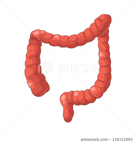Illustration of human intestines Illustration of human intestines 138152665