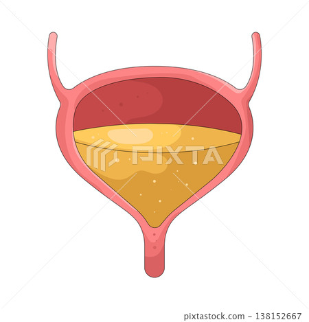 Illustration of human bladder Illustration of human bladder 138152667