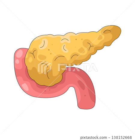 Illustration of human pancreas Illustration of human pancreas 138152668