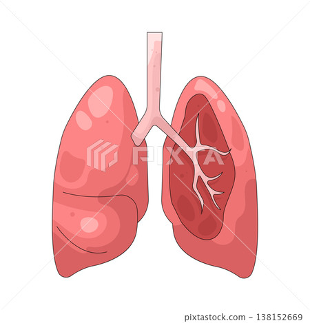 Illustration of human lungs Illustration of human lungs 138152669