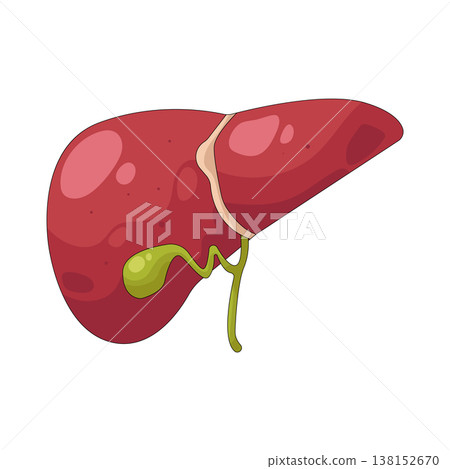 Illustration of human liver 138152670