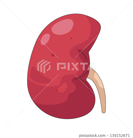 Illustration of human kidney 138152671