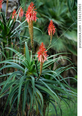 Aloe arborescens plant displaying vibrant red tubular flowers in a sunny botanical garden, showcasing a beautiful succulent blooming with green spiky leaves 138153003