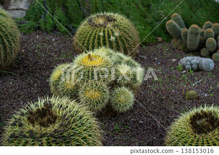 Golden barrel cacti and other succulent plants thrive in a xeriscaped garden, showcasing their unique forms and drought-resistant nature on a bed of dark gravel 138153016