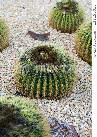 Golden barrel cactus (echinocactus grusonii) growing in a desert landscape, showing thorny spines and textured surface among gravel and a dry leaf 138153019