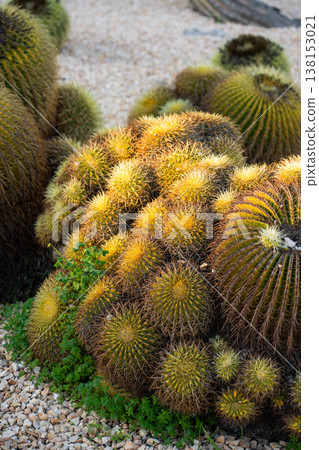 Golden barrel cacti thriving in a desert garden, showcasing a dense cluster of various sizes, with sharp yellow spines adapting to arid conditions outdoors 138153021