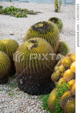 Golden barrel cacti thriving in arid landscape, showing their round form and sharp spines on a bed of gravel in a botanical garden, epitomizing desert resilience 138153023