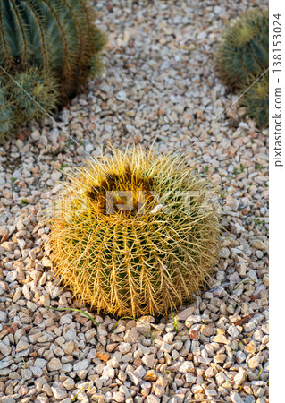 Golden barrel cactus growing in a desert botanical garden, displaying vibrant yellow spines and robust spherical form on a bed of gravel, representing resilience and arid beauty 138153024