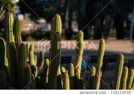 Green cactus plants thriving in warm sunlight, creating a protective barrier with sharp spines, symbolizing resilience and survival in the dry environment Green cactus plants thriving in warm sunlight, creating a protective barrier with sharp spines, symbolizing resilience and survival in the dry environment 138153030