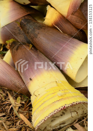bambooshoot bambooshoot 138153125
