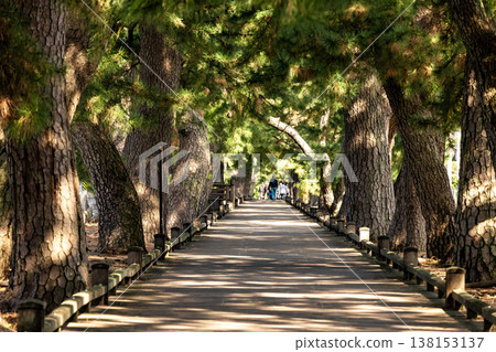 The "Path of the Gods," a row of pine trees and a wooden walkway located in Miho no Matsubara, Shimizu Ward, Shizuoka City, Shizuoka Prefecture. The "Path of the Gods," a row of pine trees and a wooden walkway located in Miho no Matsubara, Shimizu Ward, Shizuoka City, Shizuoka Prefecture. 138153137